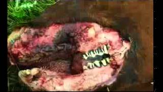 Le chupacabra, la bête sanguinaire