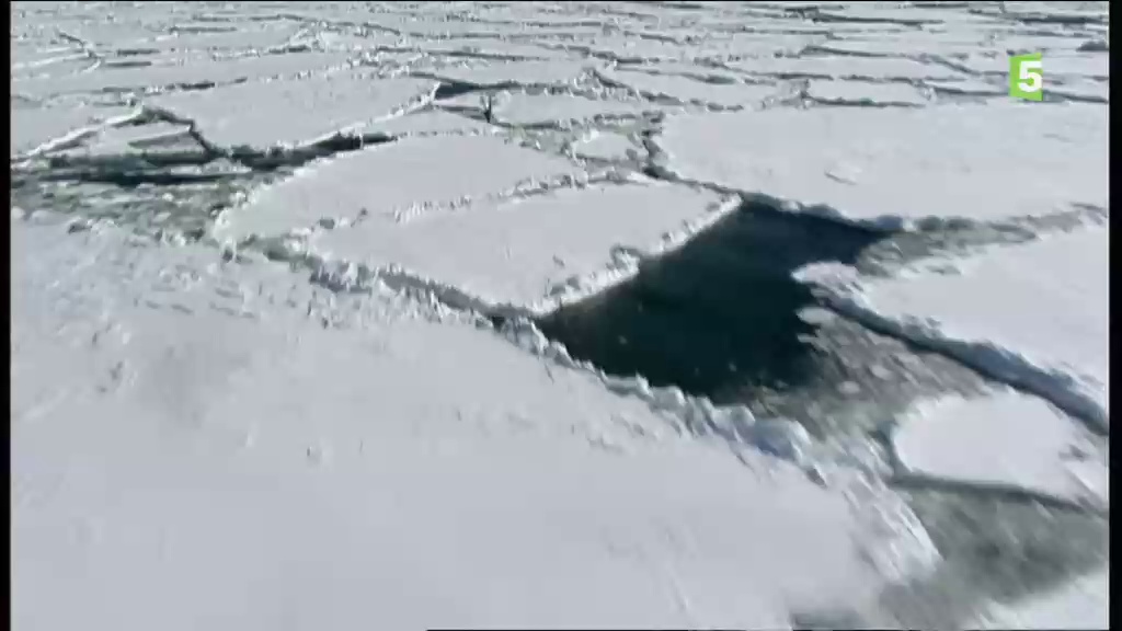 Au cœur du paradis blanc - Le chant des baleines