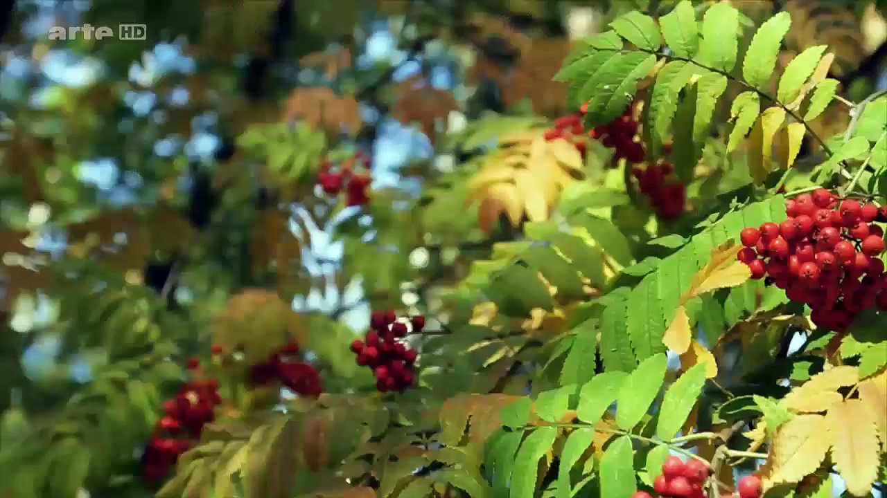 Au gré des saisons - Automne