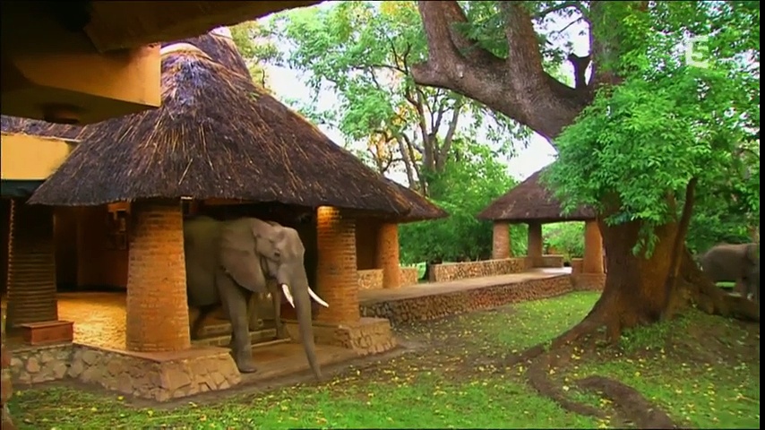 Des éléphants à l'hôtel