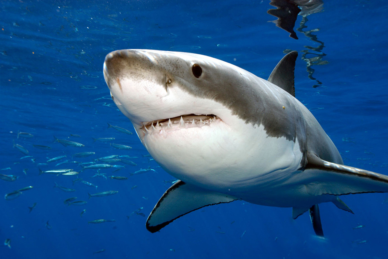 Documentaire Grands carnivores – Le grand requin blanc