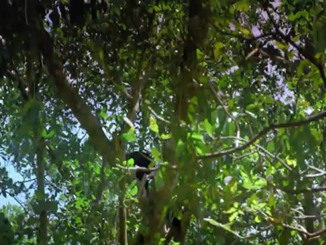 Tropical rainforest