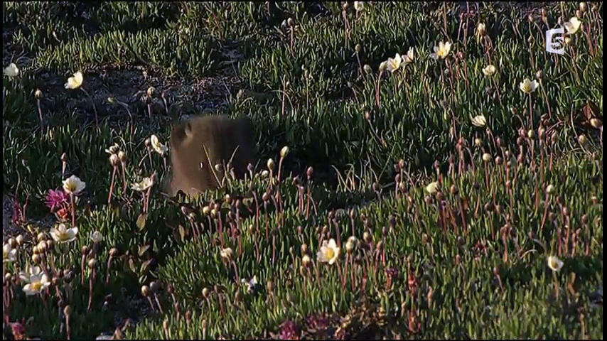 Kala, le renard arctique