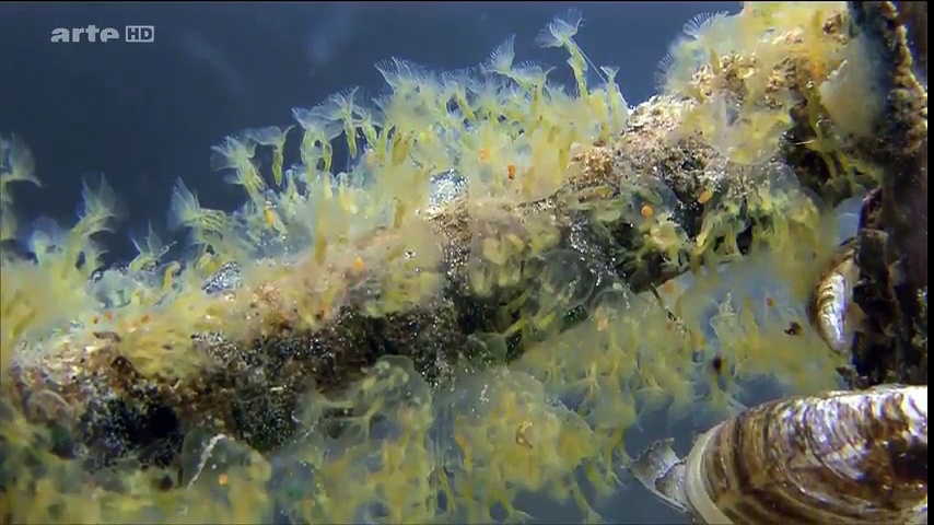 Documentaire L’Allemagne au fil de l’eau : Du Harz à la mer du Nord