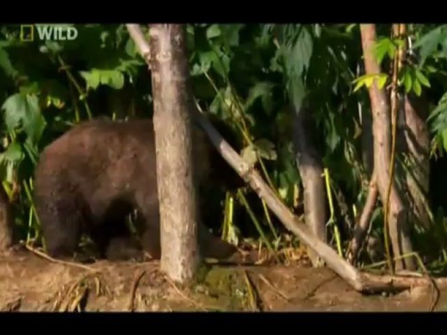 Documentaire La Russie à l’état sauvage – Kamchatka