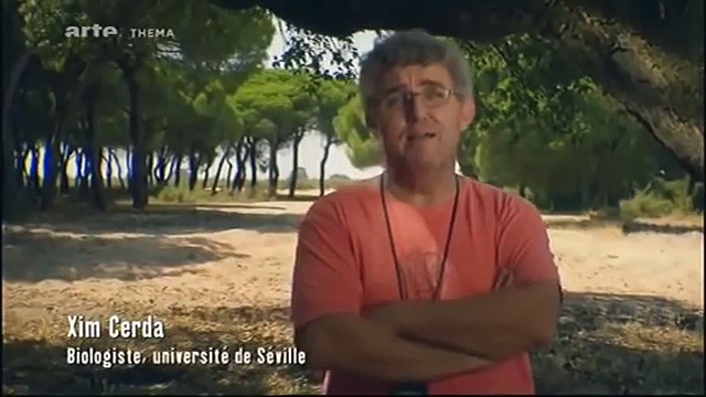 La guerre des fourmis