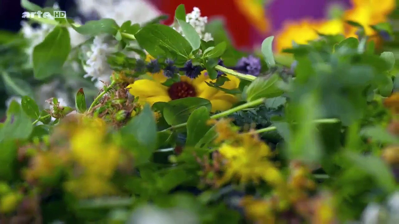 Le génie des plantes - Dans les Alpes