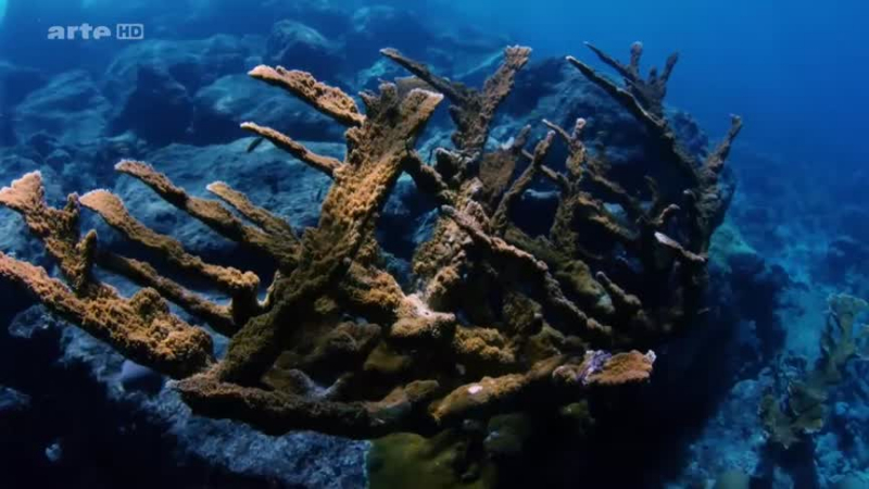 Documentaire Les Caraïbes –  Le retour du corail