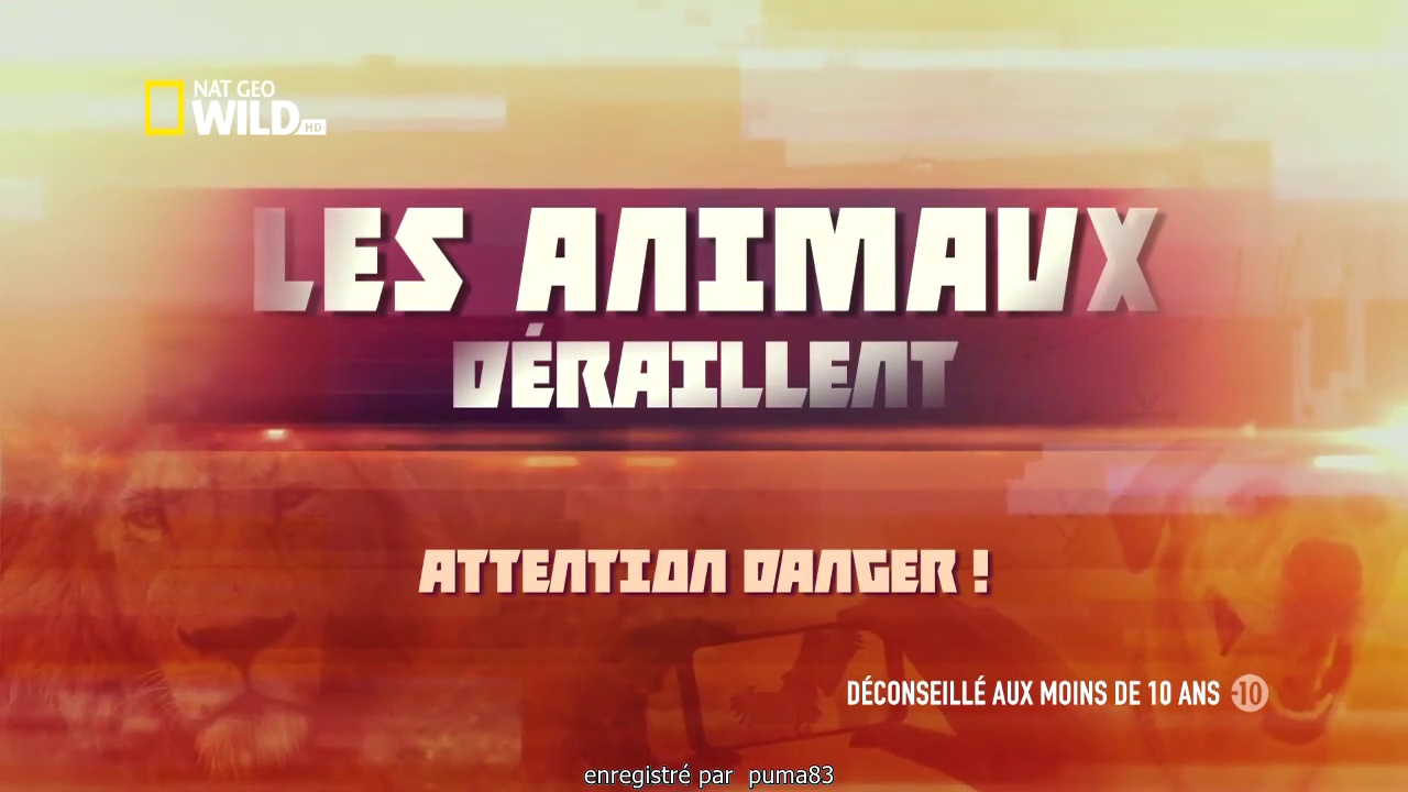 Les animaux déraillent - Attention danger !