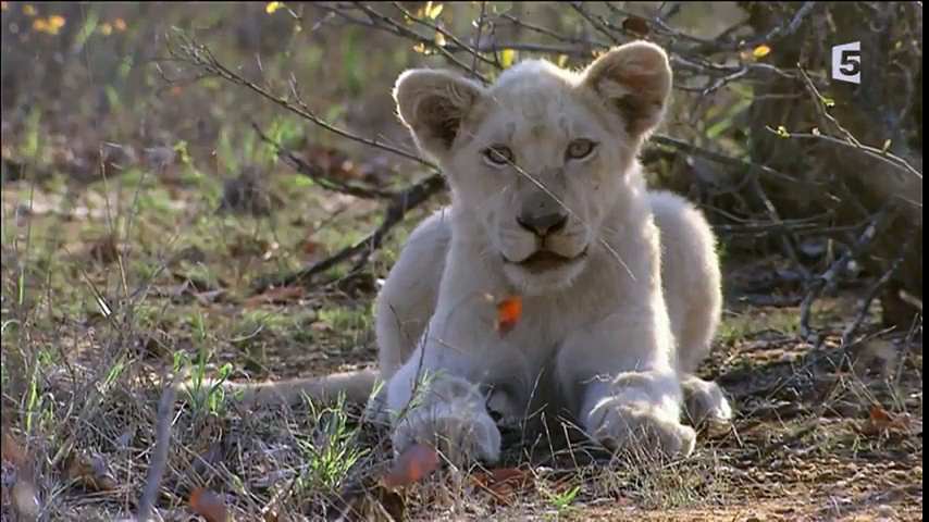 Les lionnes blanches de Timbavati - Plus fortes que le destin (1/2)