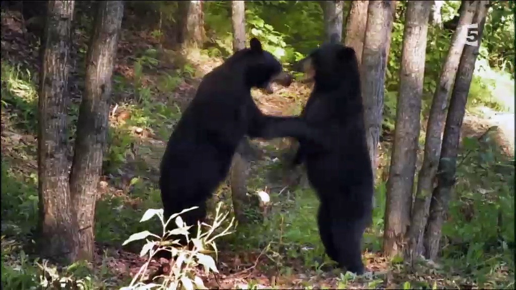 Ours d'Alaska - La cite des ours