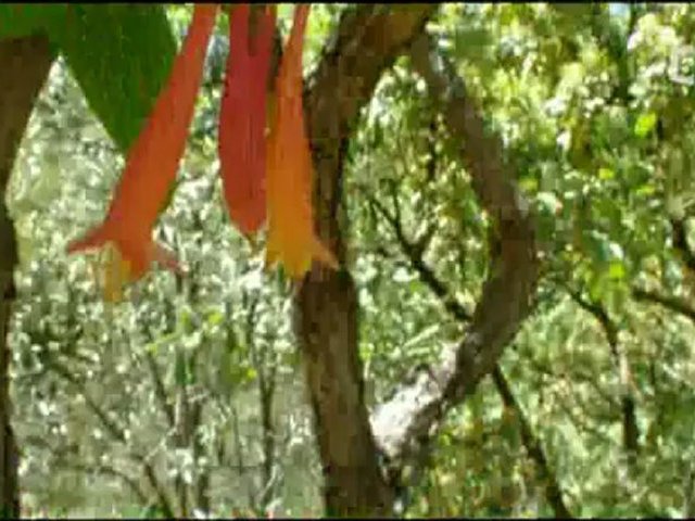 Suprenants colibris