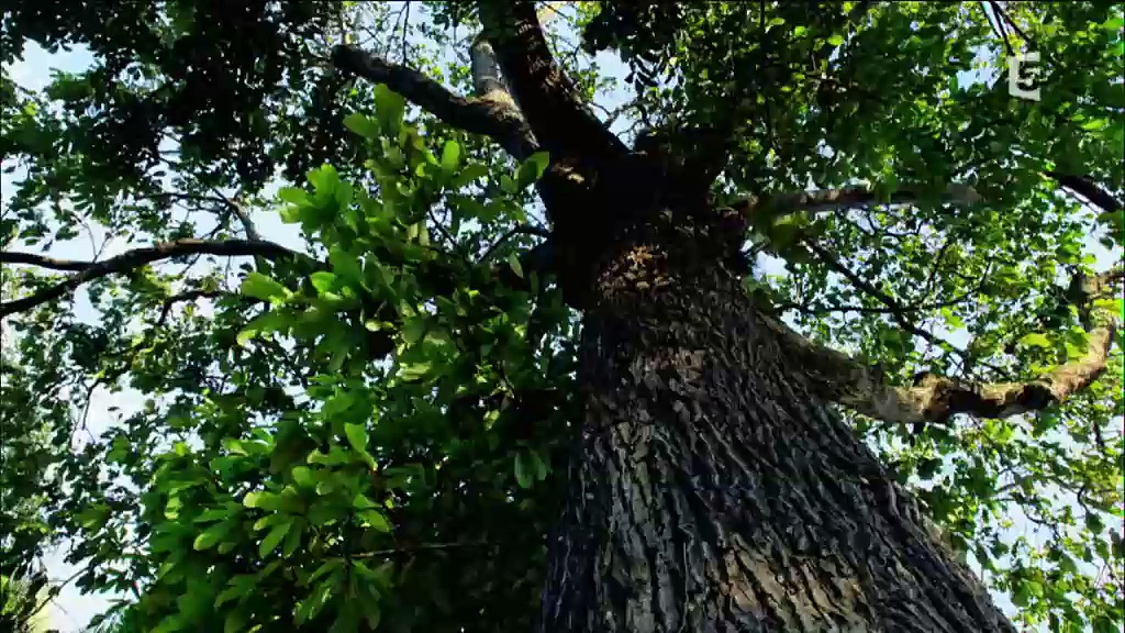 Terre de Brésil - La forêt inondée