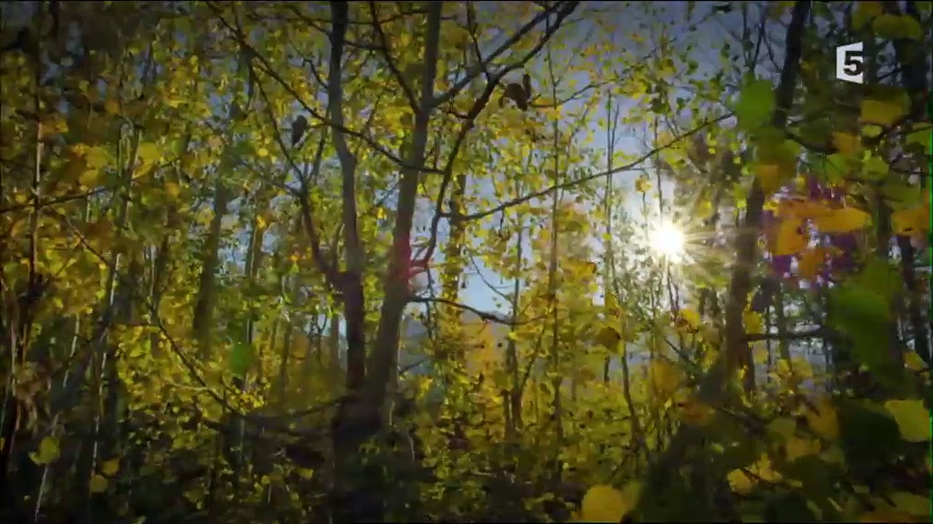 Documentaire Yellowstone, terres d’extremes (1/2)