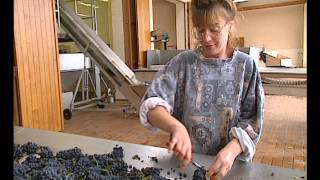 La route des vins - Bourgogne