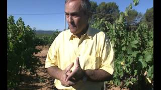 La route des vins - Provence