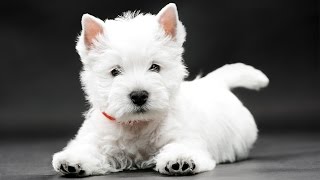 Le West Highland White Terrier