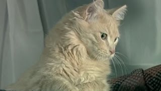 Le chat