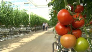 Documentaire Fruits et légumes trop pauvres en micronutriments : attention carences !