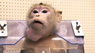 Faut-il encore faire des tests sur les animaux?