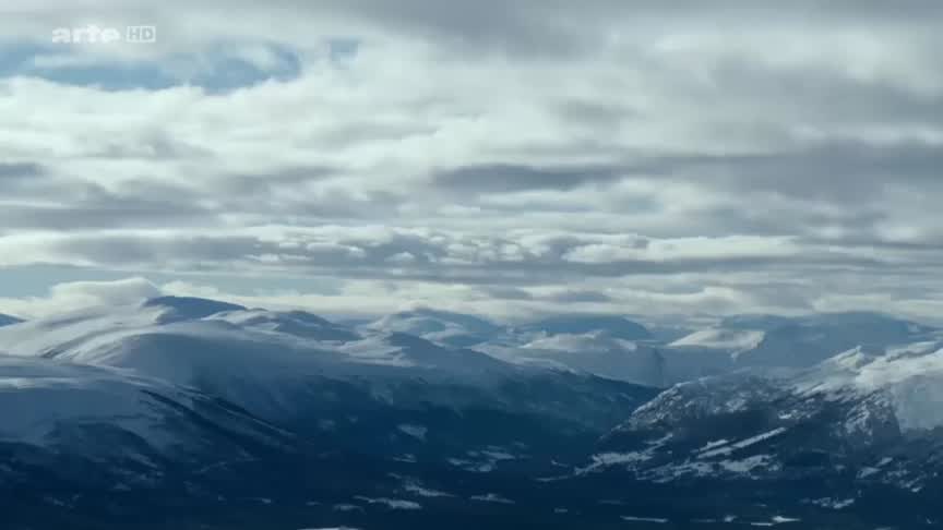 Scandinavie – l’appel de la nature (3/5) Le boeuf musqué