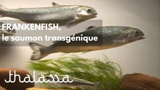 Frankenfish, le saumon transgénique