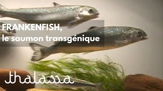 Documentaire Frankenfish, le saumon transgénique