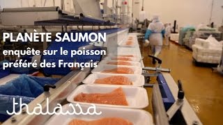 Planète saumon, enquête sur le poisson préféré des Français