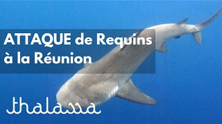 Documentaire Attaque de requins à La Réunion