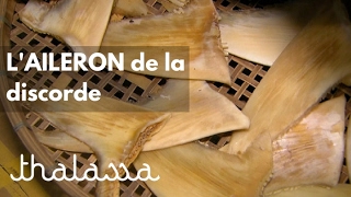 L'aileron de la discorde