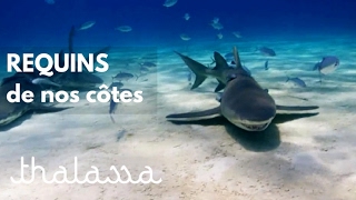 Requins de nos côtes