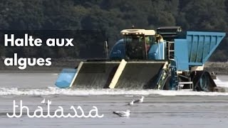 Halte aux algues