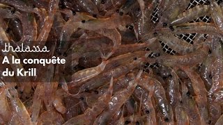 Documentaire À la conquête du krill, crevette de l’Antarctique