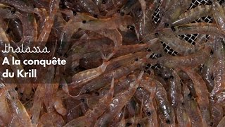 À la conquête du krill, crevette de l'Antarctique