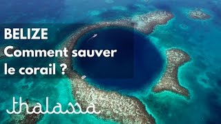 Bélize, comment sauver le corail ?