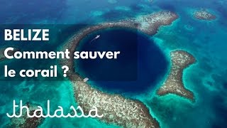 Documentaire Bélize, comment sauver le corail ?