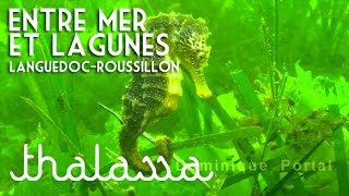 Documentaire Languedoc-Roussillon, entre mer et lagune