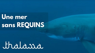 Documentaire Une mer sans requins