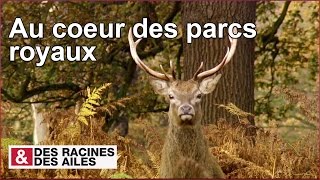 Les parcs royaux de Londres