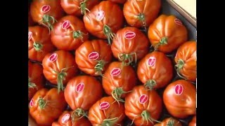 Documentaire Enquête sur les usines à tomates