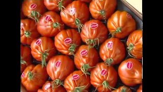 Enquête sur les usines à tomates