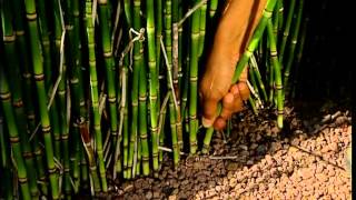 C'est pas sorcier - Odyssée des plantes
