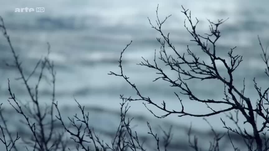 Documentaire Scandinavie – l’appel de la nature (4/5) Le glouton