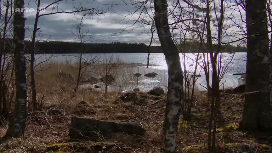 Documentaire Scandinavie – l’appel de la nature (5/5) Le phoque