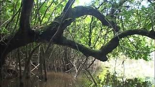 C'est pas sorcier - Mystérieuse mangrove