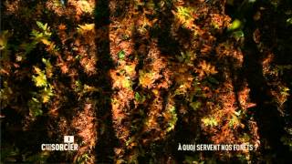 C'est pas sorcier - A quoi servent nos forêts ?