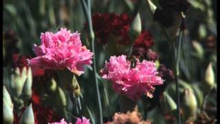 C'est pas sorcier - Pas de saison pour les fleurs