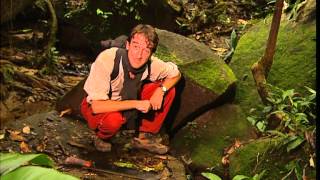 C'est pas sorcier - Au cœur de la forêt tropicale