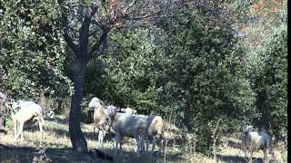 Documentaire C’est pas sorcier – Truffe, à la poursuite du diamant noir