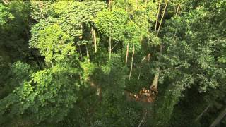 Documentaire C’est pas sorcier – La forêt du congo : sur la piste des bois tropicaux